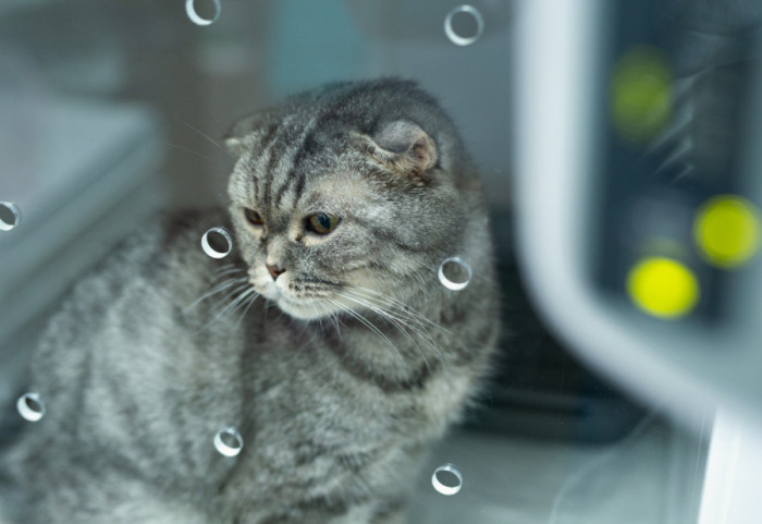 Mačka putovala vozom sama - avantura do Bremena bez karte i vlasnika