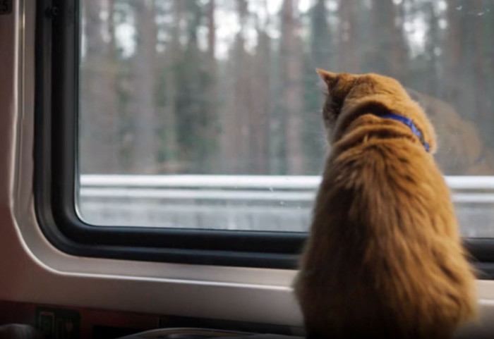 Mačka putovala vozom sama - avantura do Bremena bez karte i vlasnika