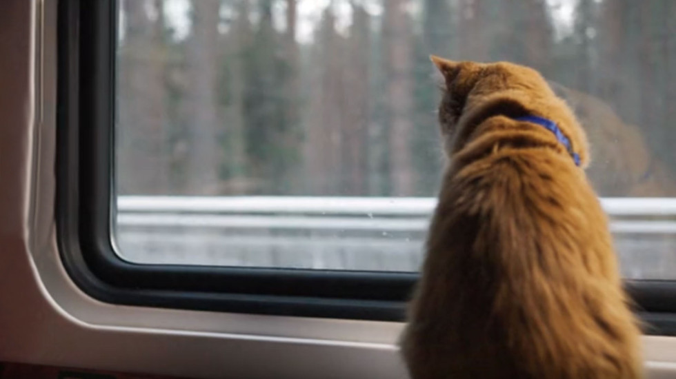 Mačka putovala vozom sama - avantura do Bremena bez karte i vlasnika