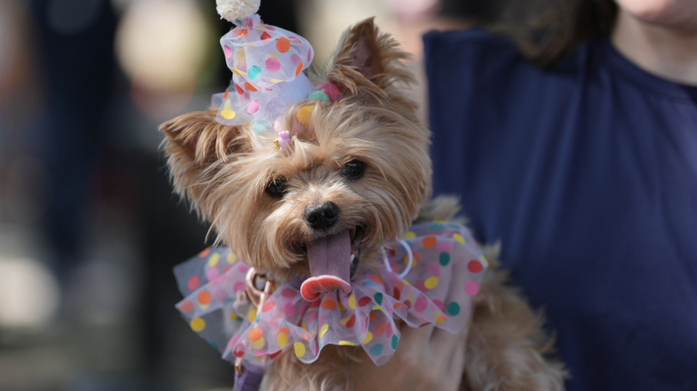 (FOTO) Tradicija koja traje više od 20 godina: Održana ulična zabava za pse na karnevalu u Riju