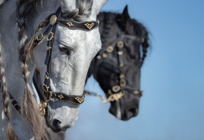 Konj vojne policije pao na učesnike parade u Brazilu, dvoje povređeno