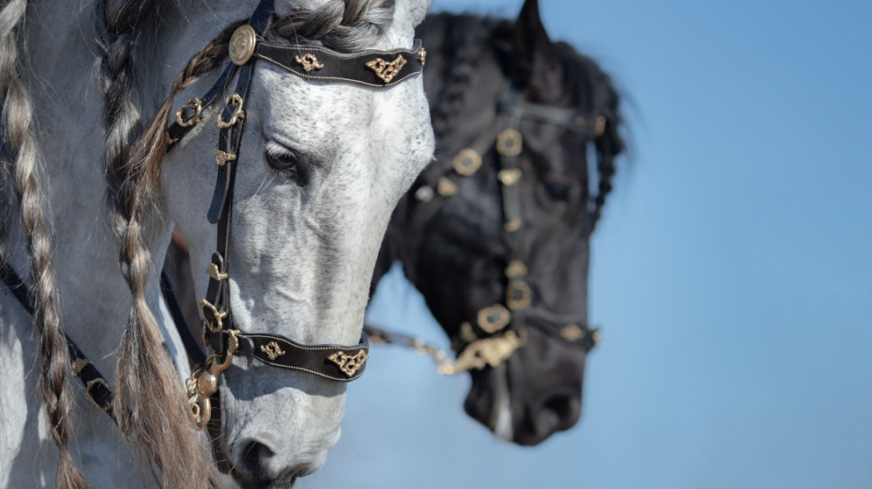 Konj vojne policije pao na učesnike parade u Brazilu, dvoje povređeno