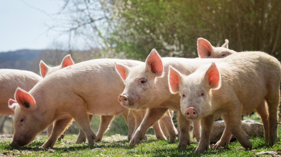 Španska svinjska revolucija: Kako je Iberijsko poluostrvo postalo evropski centar proizvodnje?