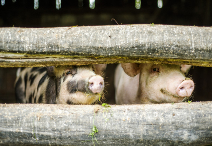 Afrička kuga potvrđena u opštini Topola: "Preduzete sve neophodne mere"