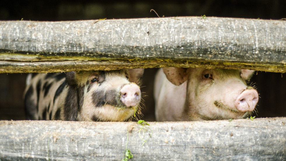 Afrička kuga potvrđena u opštini Topola: "Preduzete sve neophodne mere"