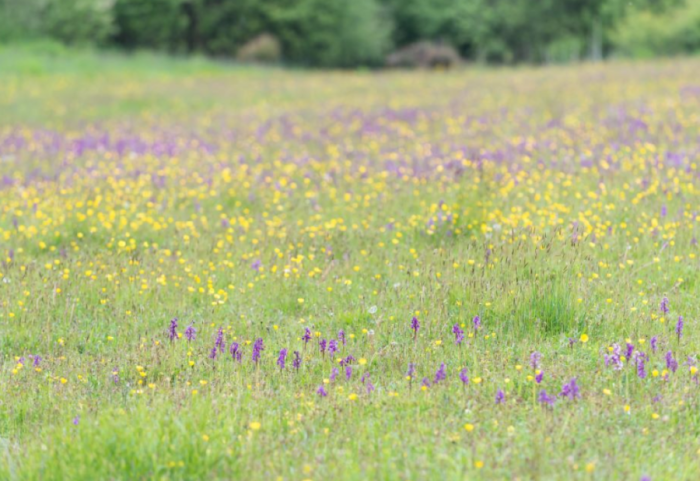 Praistorijsko naselje otkriveno ispod livade u Nemačkoj