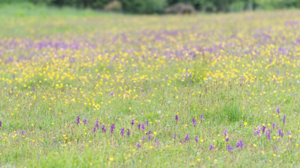 Praistorijsko naselje otkriveno ispod livade u Nemačkoj