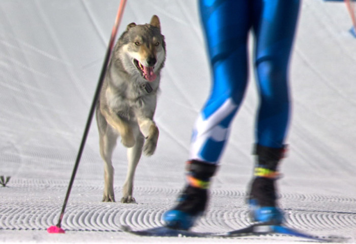 (FOTO) Pas ušetao na stazu tokom olimpijske sprint trke za žene, u završnici takmičenja prošao kroz cilj