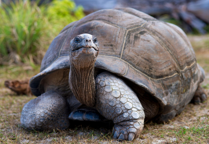 Džinovske kornjače ponovo naselile Galapagos, posle više od 150 godina