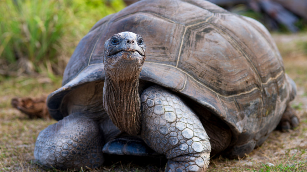 Džinovske kornjače ponovo naselile Galapagos, posle više od 150 godina