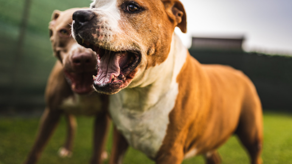 Staford napao mladića, ženu i njenog psa u Nišu: Krivična prijava protiv vlasnice