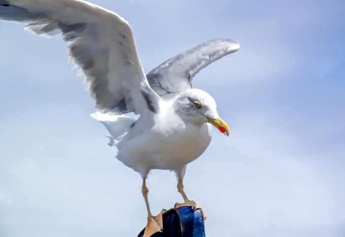 Izgubili utakmicu, ali spasili pticu: Fudbaler u Istanbulu reanimirao galeba posle udarca lopte
