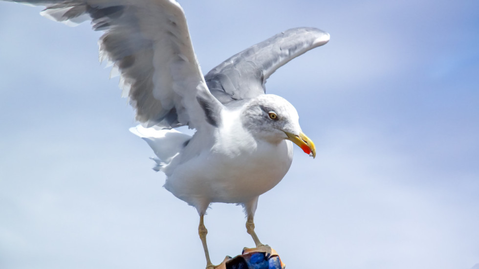 Izgubili utakmicu, ali spasili pticu: Fudbaler u Istanbulu reanimirao galeba posle udarca lopte