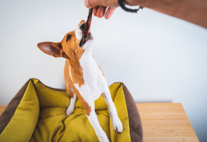 Šta učiniti ako pas pojede čokoladu