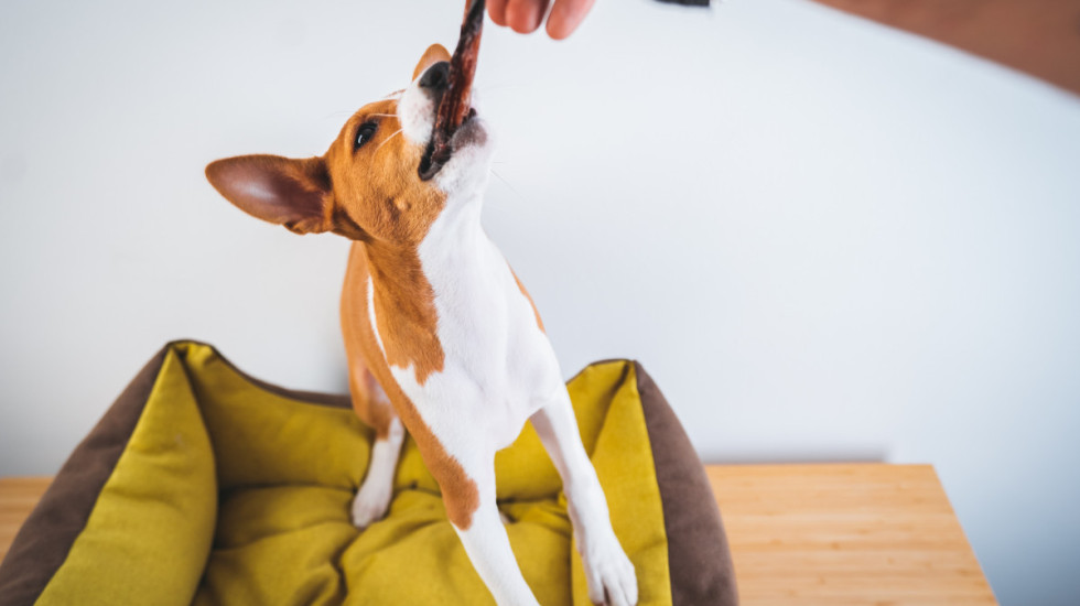 Šta učiniti ako pas pojede čokoladu