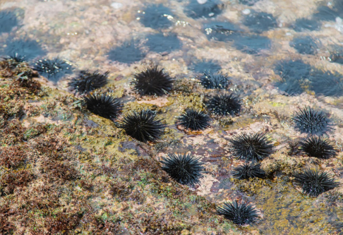 Hapšenje u Zadru: Policija zatekla dva muškarca sa više od 3.200 strogo zaštićenih morskih ježeva