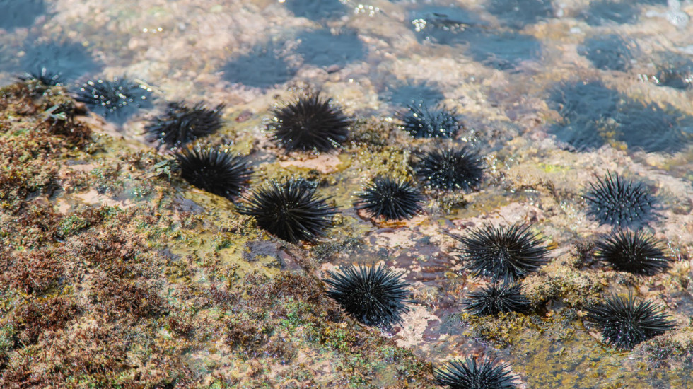 Hapšenje u Zadru: Policija zatekla dva muškarca sa više od 3.200 strogo zaštićenih morskih ježeva