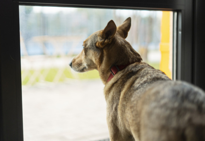 Zašto vas pas čeka pored vrata kada dolazite kući