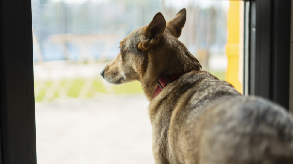Zašto vas pas čeka pored vrata kada dolazite kući