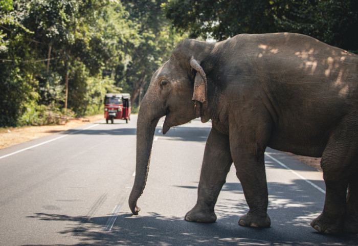 Slon izazvao zastoj u saobraćaju na Tajlandu: Ušetao na put, tražio hranu i prilazio vozačima
