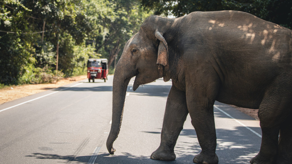 Slon izazvao zastoj u saobraćaju na Tajlandu: Ušetao na put, tražio hranu i prilazio vozačima