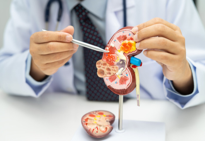 "Tihi ubica": Kako prepoznati prve simptome bubrežnih bolesti?