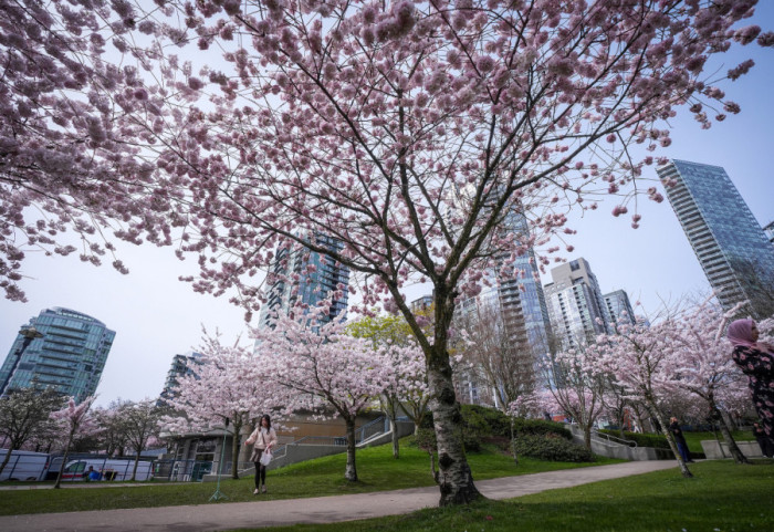 (FOTO) Počela sezona cvetanja trešnje u Vankuveru: Grad u znaku ružičastih krošnji i turista iz celog sveta