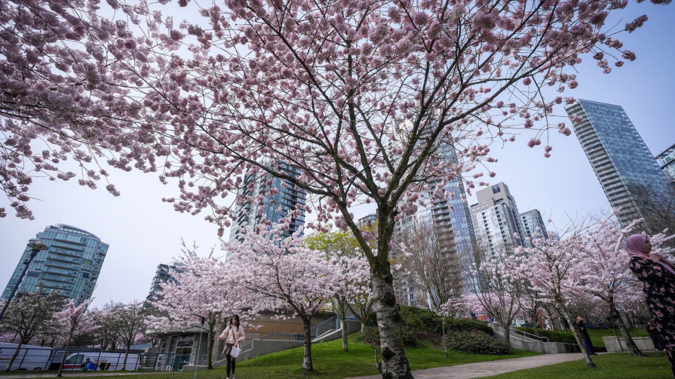 (FOTO) Počela sezona cvetanja trešnje u Vankuveru: Grad u znaku ružičastih krošnji i turista iz celog sveta