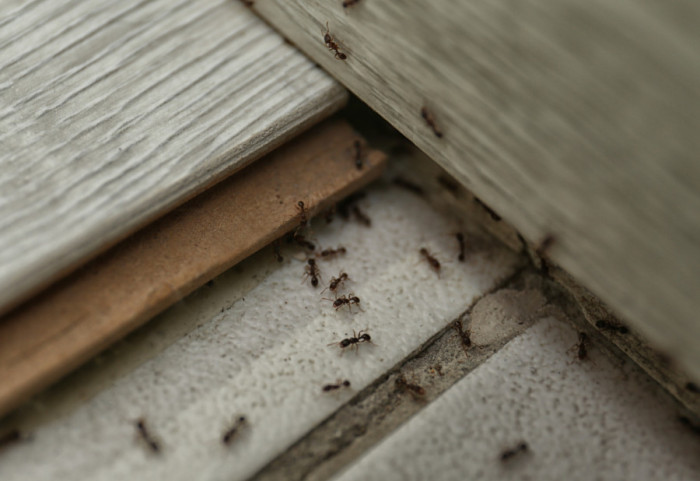 Kako da se rešite mrava u kuhinji: Prirodna rešenja koja zaista pomažu