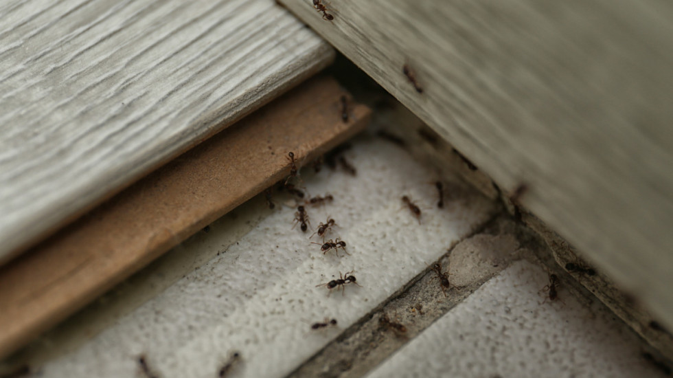 Kako da se rešite mrava u kuhinji: Prirodna rešenja koja zaista pomažu