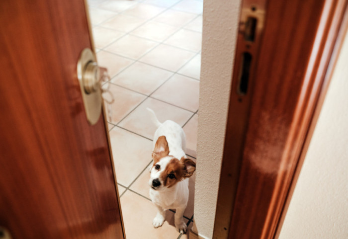 Kako naučiti psa da ne laje na zvono: Stručnjaci otkrili jednostavan trik