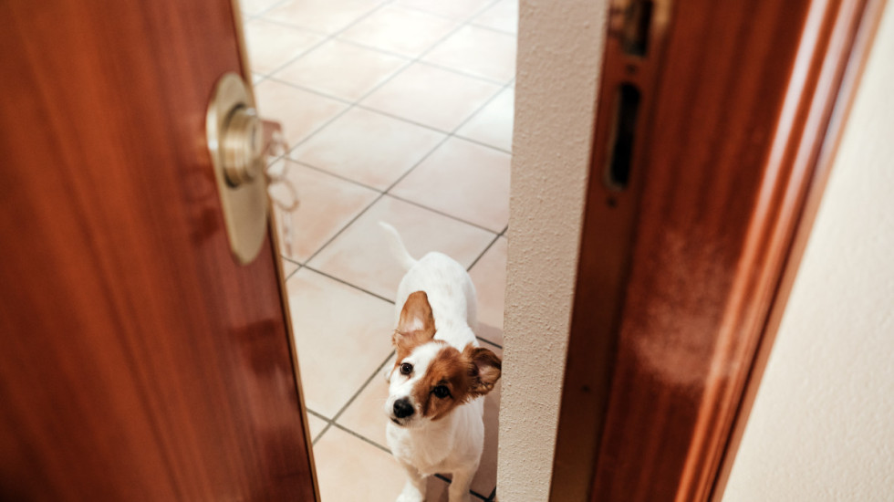 Kako naučiti psa da ne laje na zvono: Stručnjaci otkrili jednostavan trik
