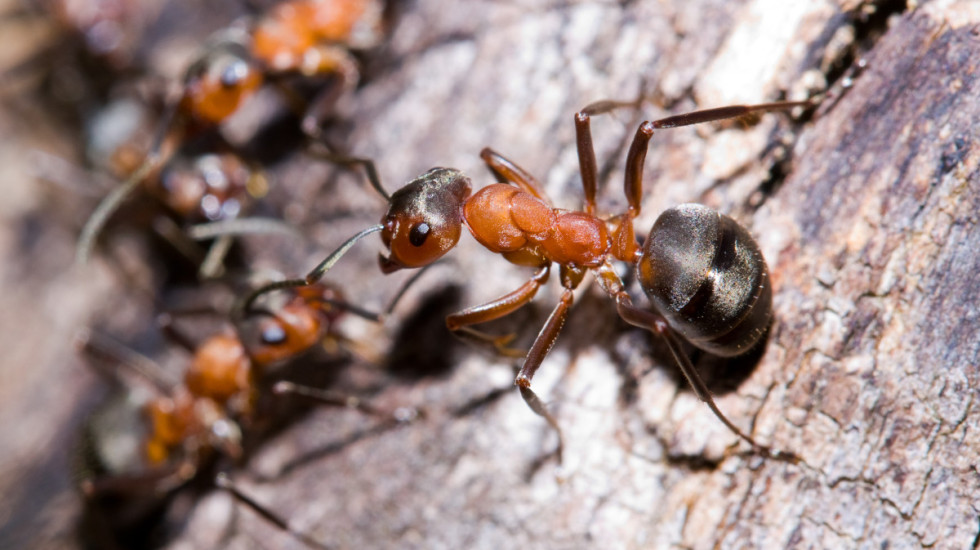 Raste ilegalna trgovina mravima u Keniji: Jedna jedinka vredi na crnom tržištu i do 220 dolara