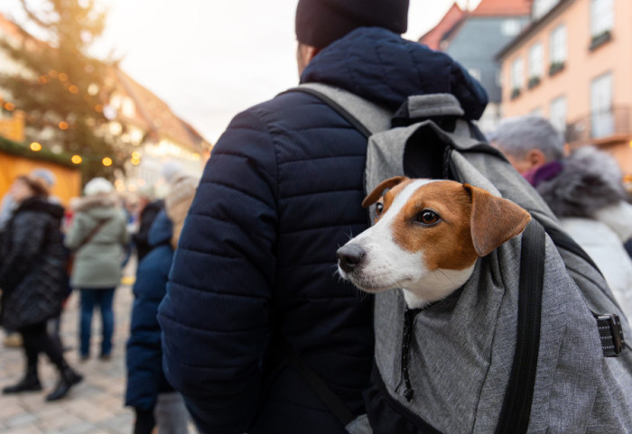 Vlasniku pregaženog psa u Španiji dosuđena odšteta od 5.000 evra za pretrpljeni duševni bol