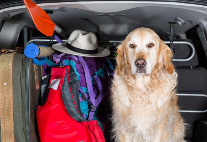 U Brazilu se uvodi zajedničko starateljstvo nad ljubimcima za razvedene parove