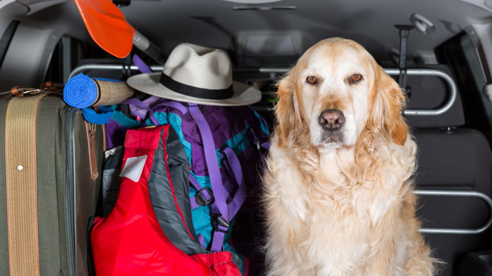 U Brazilu se uvodi zajedničko starateljstvo nad ljubimcima za razvedene parove