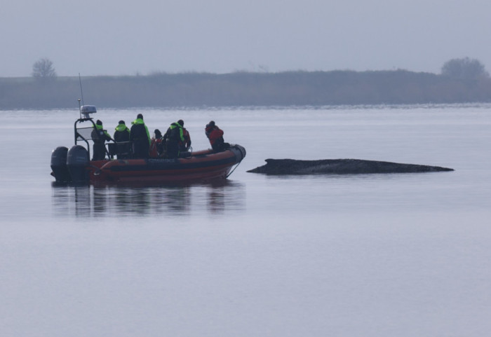 Pokušaji spasavanja grbavog kita se prekidaju: "Dalji pokušaji bi bili protiv dobrobiti životinja"