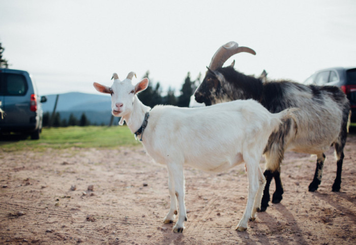 Francuz pronašao kokošku, petla, dve koze, ali i pismo u svom vozilu: "Nije prvoaprilska šala, izvinite unapred"