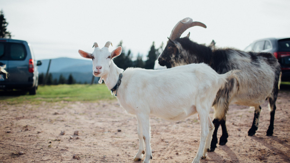 Francuz pronašao kokošku, petla, dve koze, ali i pismo u svom vozilu: "Nije prvoaprilska šala, izvinite unapred"