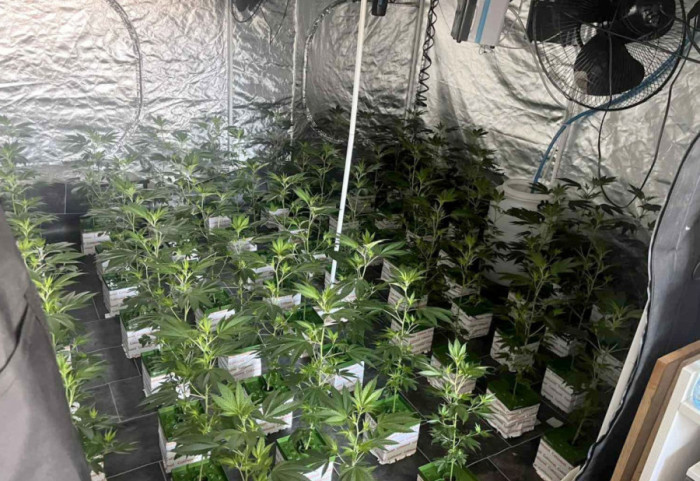 (FOTO) Otkrivene dve laboratorije za proizvodnju marihuane na Zvezdari: Uhapšen muškarac (31)