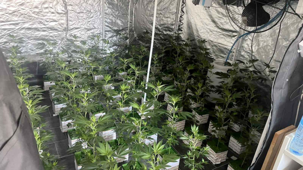 (FOTO/VIDEO) Otkrivene dve laboratorije za proizvodnju marihuane na Zvezdari: Uhapšen muškarac (31)