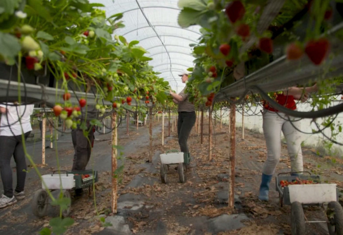 Moguće ograničenje izvoza hrane: Kako bi ova mera uticala na srpske poljoprivrednike