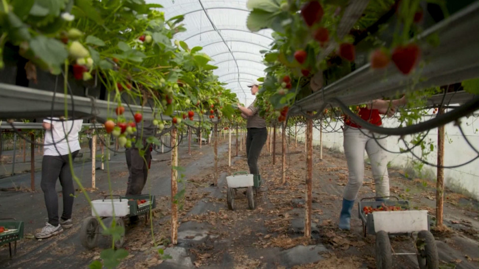 Moguće ograničenje izvoza hrane: Kako bi ova mera uticala na srpske poljoprivrednike