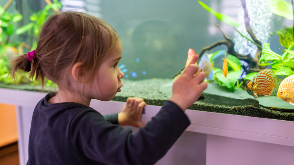 Da li su ribice idealan prvi ljubimac ili zahtevaju više pažnje nego što se čini