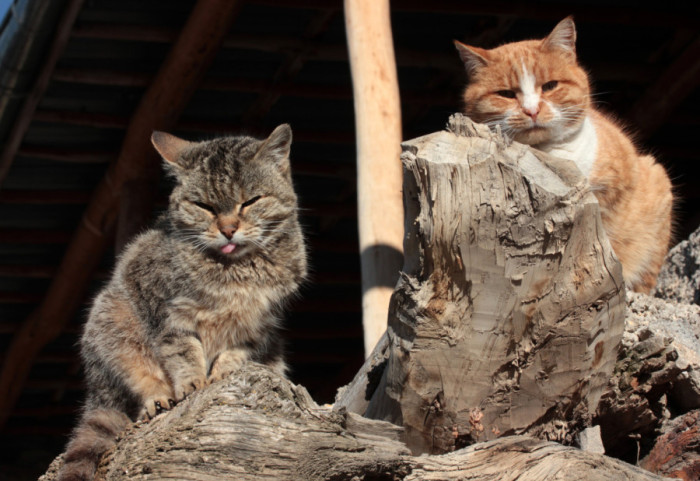 Mačke izazvale požar u stanu kod Moskve: Uključile toster dok su se igrale