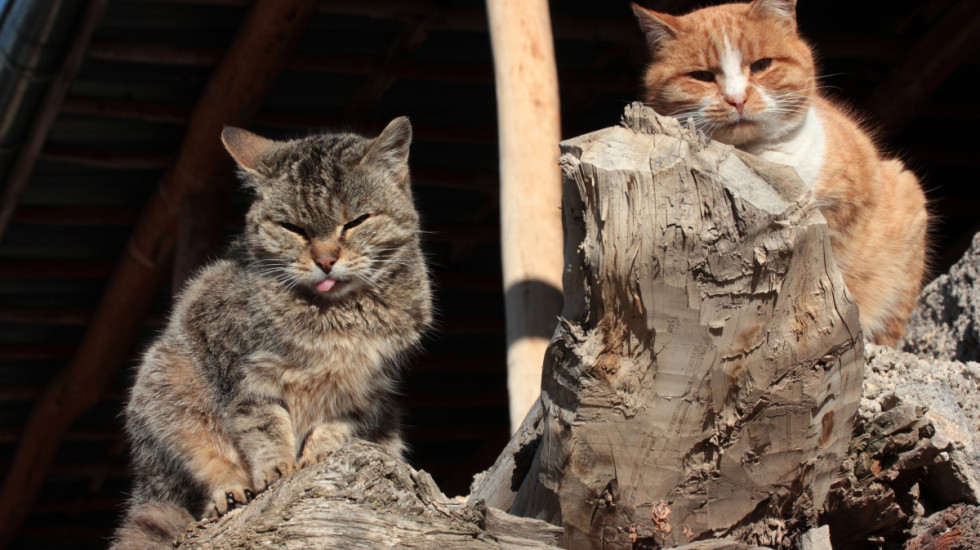 Mačke izazvale požar u stanu kod Moskve: Uključile toster dok su se igrale