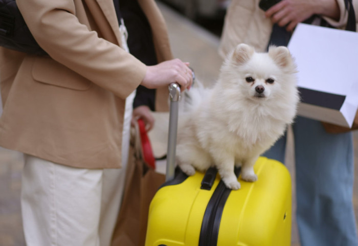 Put sa kućnim ljubimcem više neće biti problem, ukida se Titar test: Koje obaveze će vlasnici pasa morati da ispune
