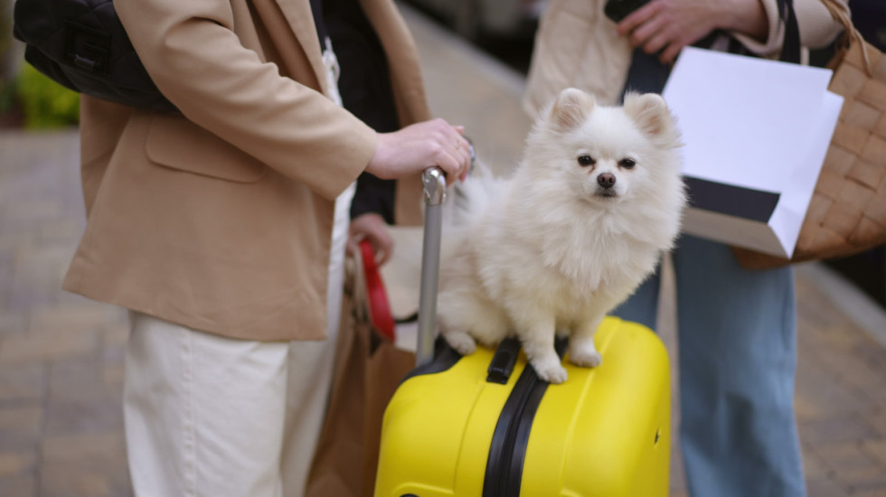 Put sa kućnim ljubimcem više neće biti problem, ukida se Titar test: Koje obaveze će vlasnici pasa morati da ispune