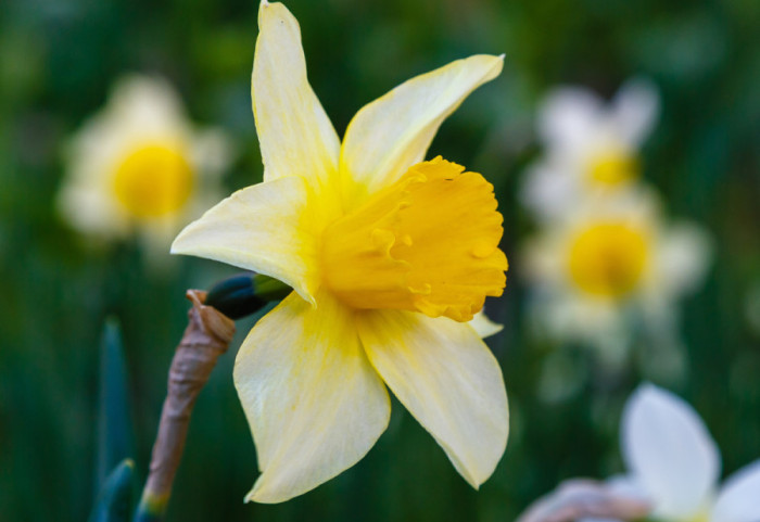 Povraćanje, nadutost, letargija: Zašto su narcisi posebno opasni za pse