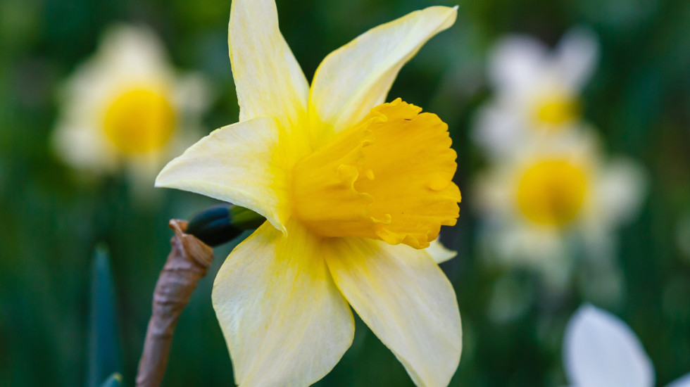 Povraćanje, nadutost, letargija: Zašto su narcisi posebno opasni za pse